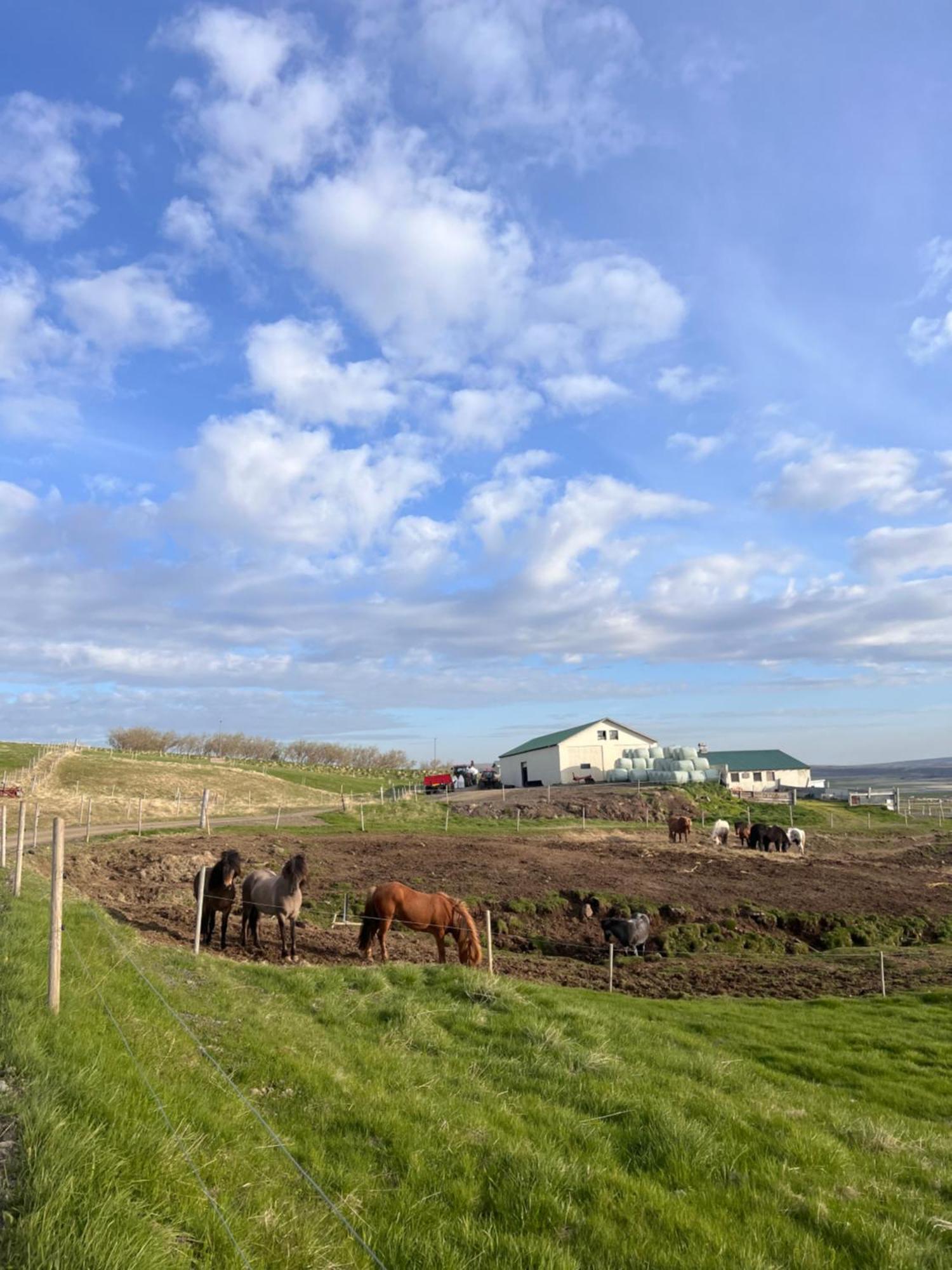 Stóra-Ásgeirsá Horse Farm Stay Vithigerthi Exterior foto